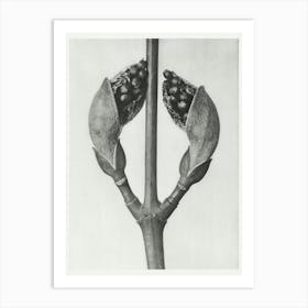 Maple Tree (1928), Karl Blossfeldt Art Print