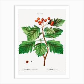 Hawthorn, Pierre Joseph Redoute Art Print