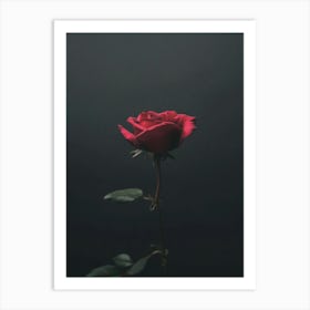 Dark Rose 77 Art Print