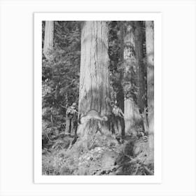 Long Bell Lumber Company, Cowlitz County, Washington, Fallers Undercutting A Fir Tree By Russell Lee Art Print