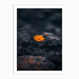 Single Flower In Water 11 Art Print