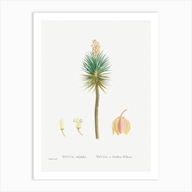 Yucca Aloifolia, Pierre Joseph Redoute Art Print