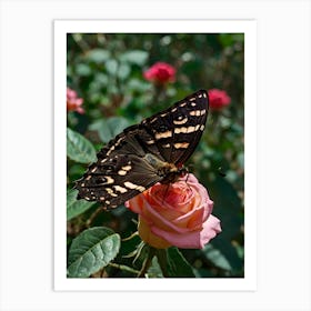 Butterfly On Rose Art Print