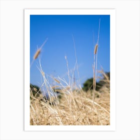 Dry Grass  In Summer Art Print