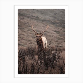 Elk In The Brush Art Print