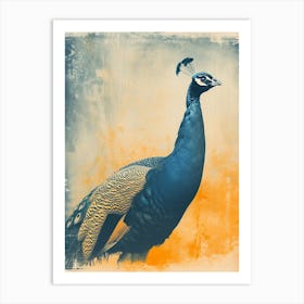 Orange & Blue Peacock Looking Into The Distance Art Print