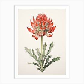 Pressed Wildflower Botanical Art Indian Paintbrush Art Print