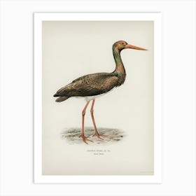 Black Stork (Ciconia Nigra), The Von Wright Brothers Art Print