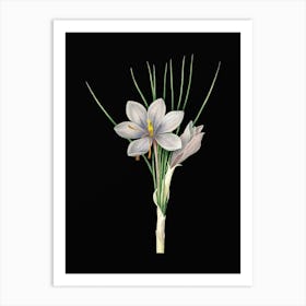 Vintage Autumn Crocus Botanical Illustration on Solid Black n.0090 Art Print