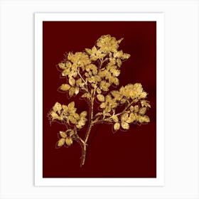 Aaami Vintage Rose Corymb Botanical In Gold On Red Art Print