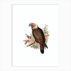 Vintage New Zealand Kaka Parrot Bird Illustration on Pure White n.0034 Art Print