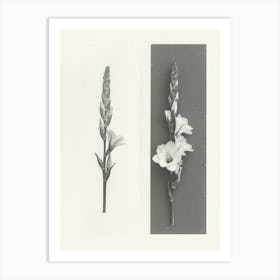 Gladiolus Flower Photo Collage 3 Art Print