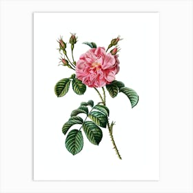 Vintage Pink Wild Rose Botanical Illustration on Pure White n.0105 Art Print