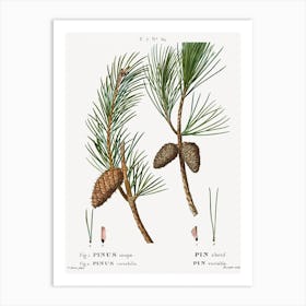 Virginia Pine, Pierre Joseph Redoute Art Print