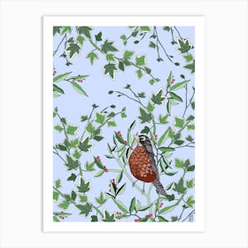 Robin In Evergreen Art Print