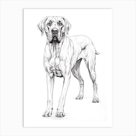 Great Dane Dog, Line Drawing 1 Art Print