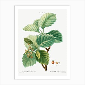 Broad Leaved Whitebeam, Pierre Joseph Redoute Art Print