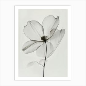 Dogwood Art Print