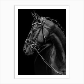 Black Horse Art Print