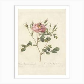 Rose Illustration, Pierre Joseph Redoute (55) Art Print