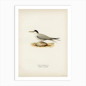 Little Tern (Sterna Albifrons), The Von Wright Brothers Art Print