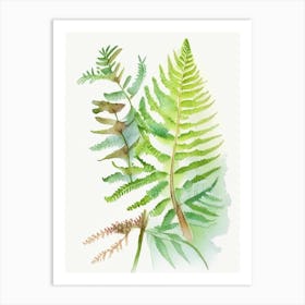 Sensitive Fern Wildflower Watercolour 1 Art Print