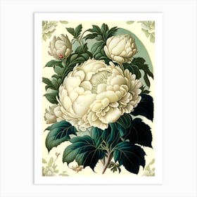 Duchesse De Nemours Peonies Borders Vintage Botanical Art Print
