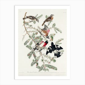 Rose Breasted Grosbeak, Birds Of America, John James Audubon Art Print