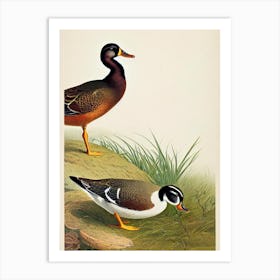 Duck James Audubon Vintage Style Bird Art Print