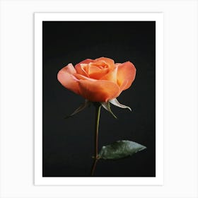 Orange Rose 16 Art Print