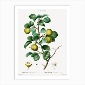 Pear, Pierre Joseph Redoute (3) Art Print