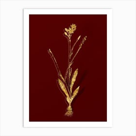 Vintage Gladiolus Junceus Botanical in Gold on Red n.0563 Art Print