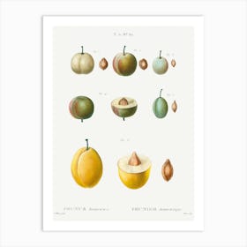 Common Plums, Pierre Joseph Redoute 1 Art Print