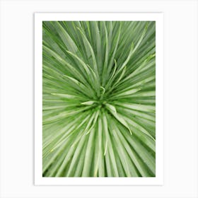Close up green Palm Tree // Nature Photography  Art Print