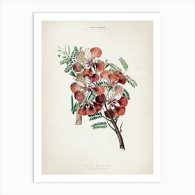 Vintage Denisse 2 Poinciana Regina Art Print