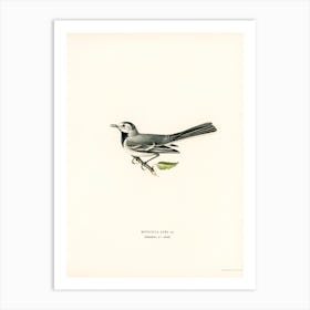 Pied Wagtail Female, The Von Wright Brothers Art Print