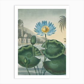 Lotus Flower 3 Art Print