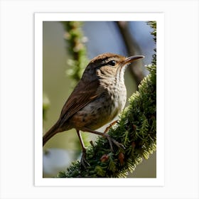 House Wren -Reimagined 2 Art Print