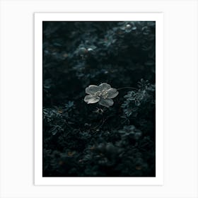 Dark Flower 18 Art Print