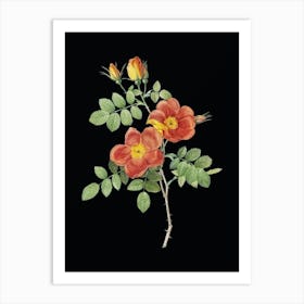 Vintage Austrian Briar Rose Botanical Illustration on Solid Black n.0826 Art Print