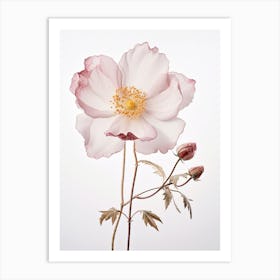 Pressed Wildflower Botanical Art Wild Rose 1 Art Print