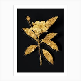 Vintage Loblolly Bay Botanical in Gold on Black n.0291 Art Print