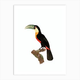 Vintage Red Billed Toucan Bird Illustration on Pure White Art Print