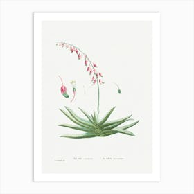 Aloe Carinata, Pierre Joseph Redoute Art Print