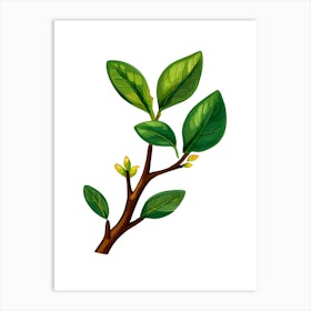 Vector Illustration Of A Tree Branch Art Print