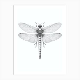  Dragonfly Black And White Pencil  Art Print