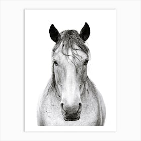 Black and White Horse's Head 1 Art Print