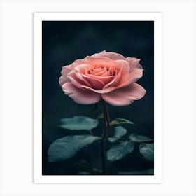 Pink Rose 33 Art Print