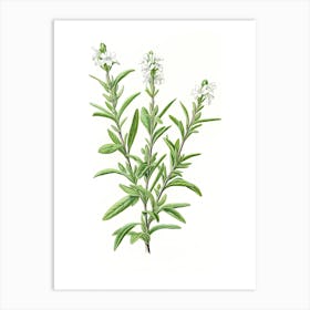 Wingter Savory Vintage Botanical Herbs 3 Art Print