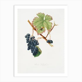 Barbera Grape (Vitis Vinifera) From Pomona Italiana (1817 - 1839), Giorgio Gallesio Art Print